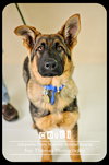 Cozbi - Urgent Foster Needed