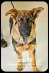 Cozbi - Urgent Foster Needed