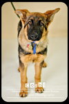 Cozbi - Urgent Foster Needed