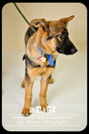 Cozbi - Urgent Foster Needed