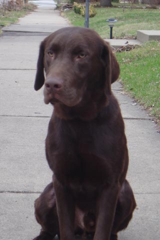 Louie