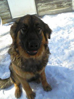 Chessie
