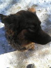 Chessie