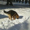 Chessie