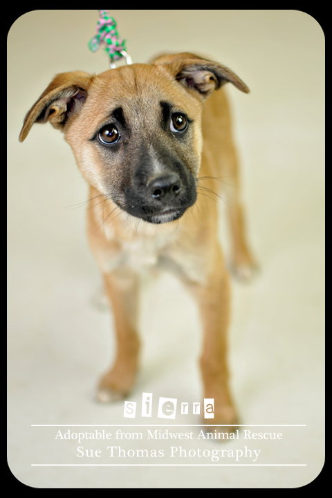 Sierra Puppy