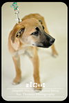 Sierra Puppy