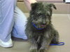 Scrappy