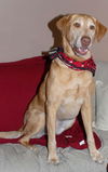 Ziggy - URGENT FOSTER NEEDED!!!