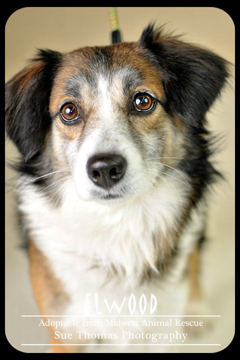 Elwood