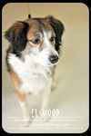 Elwood