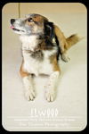 Elwood