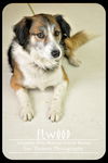 Elwood