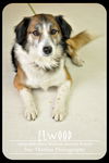 Elwood