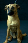 Boone