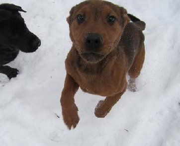 Cooper