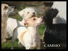 Cammo