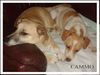 Cammo