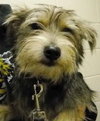 Sparky