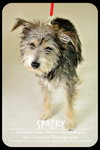 Sparky