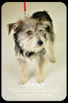 Sparky