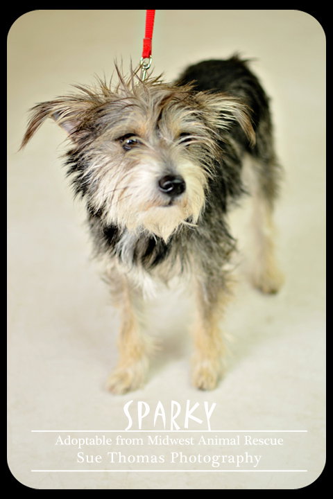 Sparky