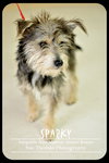 Sparky