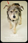 Sparky