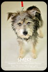Sparky