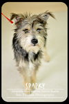 Sparky