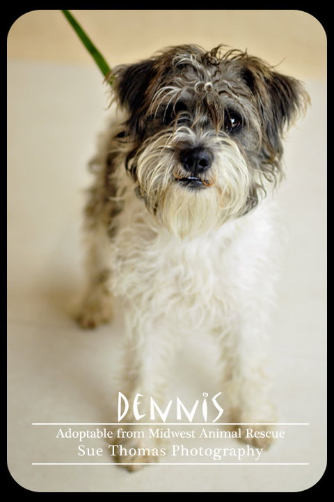 Dennis
