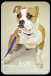 Bijou