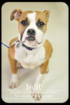 Bijou