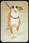 Bijou