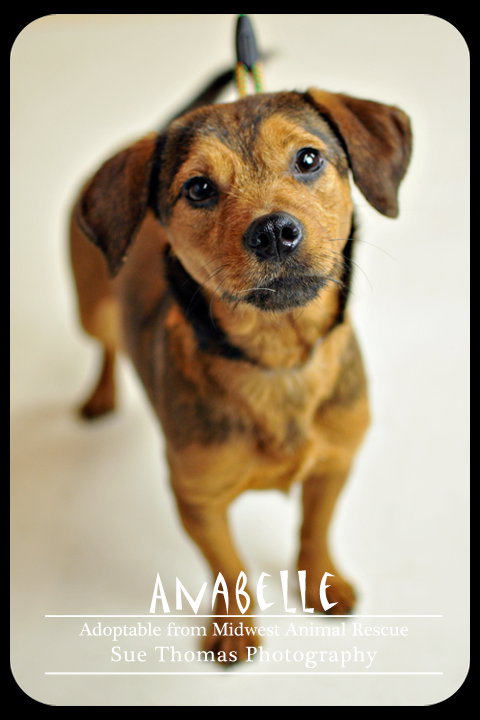 Anabelle