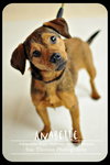 Anabelle