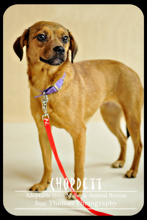Chordett