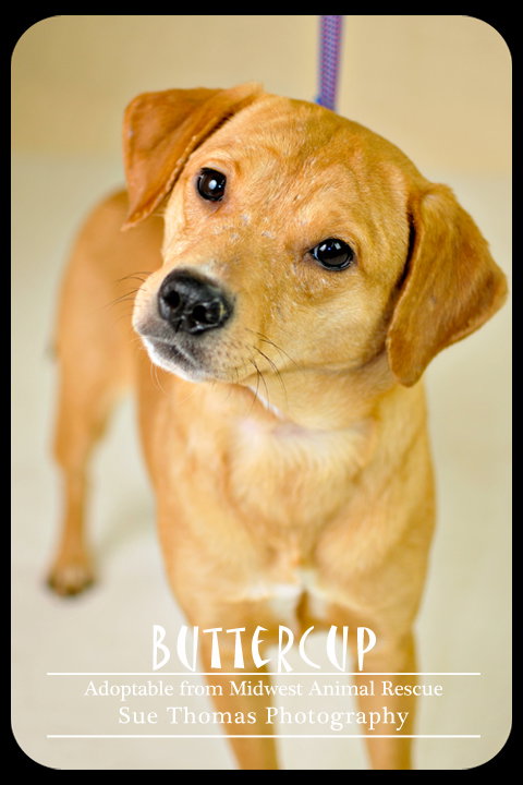 Buttercup