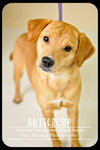 Buttercup