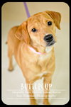 Buttercup