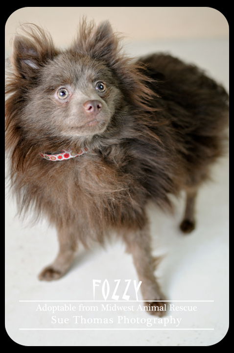 Fozzy