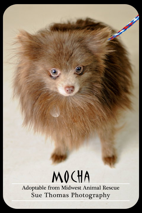Mocha