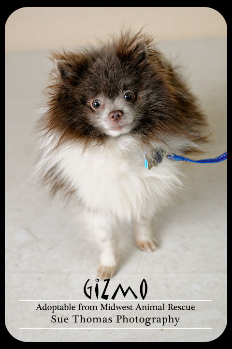 Gizmo