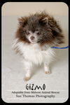 Gizmo