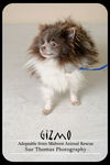Gizmo
