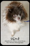 Gizmo