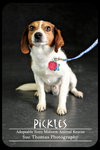 Pickles