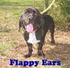 Flappy Ears