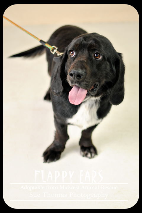 Flappy Ears