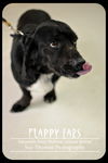 Flappy Ears