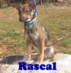 Rascal